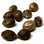 Семена марихуаны АК-47  (Seeds AK-47) во Владикавказе